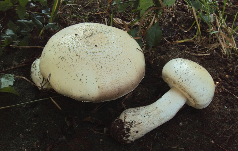 Agaricus forse essettei